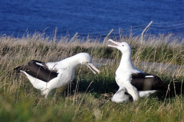 Royal Albatross Centre